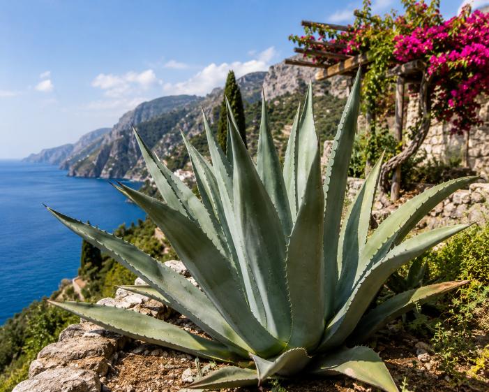 Agave langs de Amalfikust met zee op de achtergrond