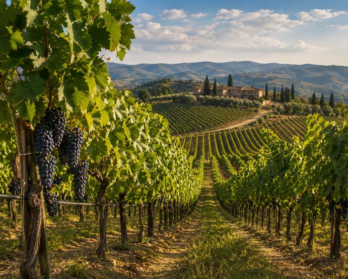 Toscaanse wijngaard Chianti