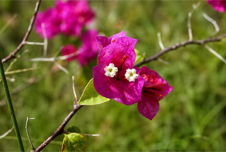 Bougainvillea bloem paarsroze