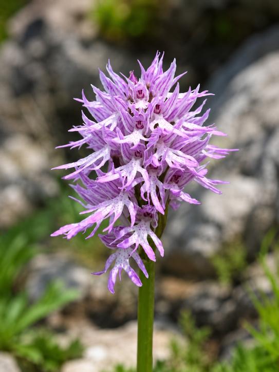 Orchis italica — wilde orchidee Italië