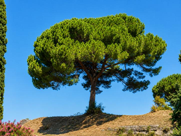 Pinus pinea parasol-pijnboom Pompeii
