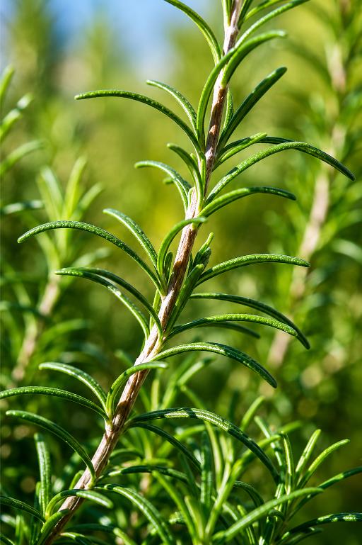 Rosmarinus officinalis — wilde rozemarijn