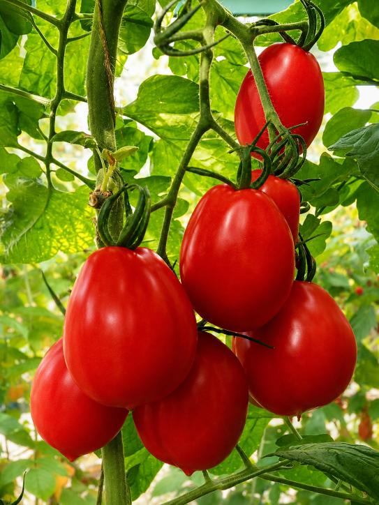 San Marzano tomaten aan de plant