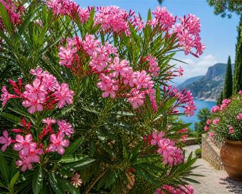 Oleander Rome