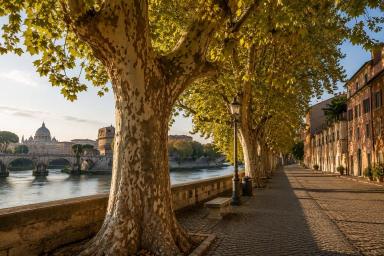 Plataan Tiber