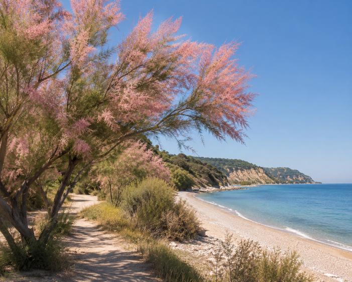 Tamarisk — kuststuiken langs de Adriatische zee